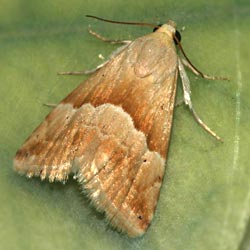 Eublemma parva Eublemma parva